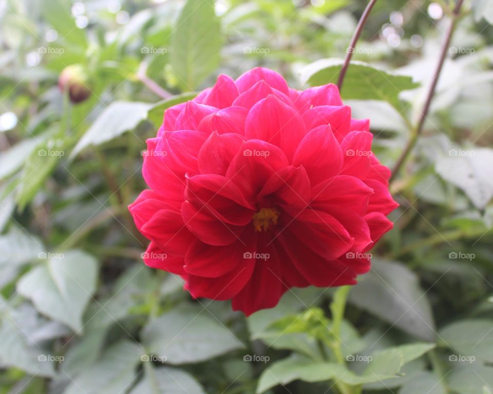 Dahlia flowers in bloom close up
