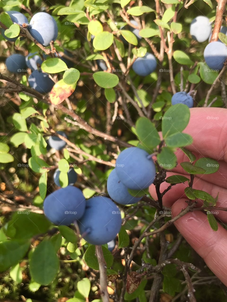 Picking Wild Alaskan Blueberries 
