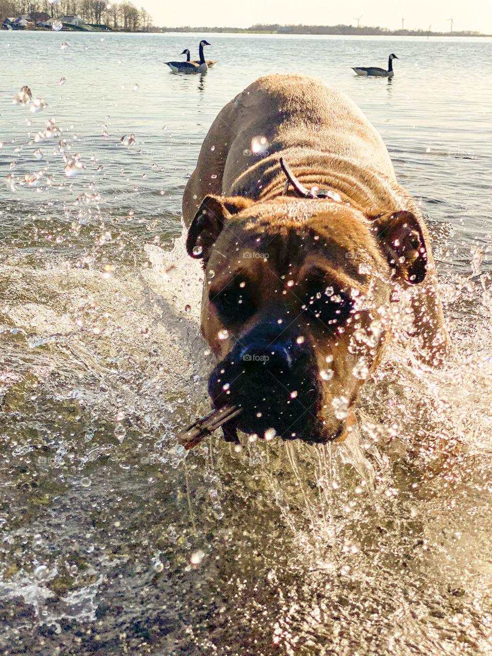 A happy dog break in the water