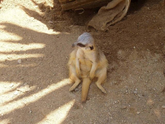 Suricata