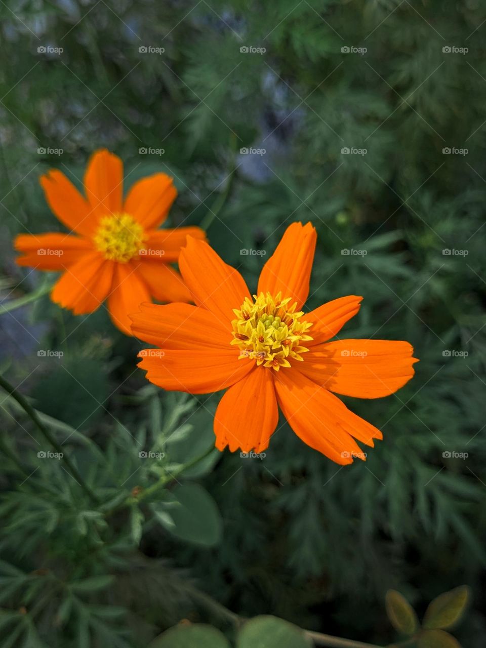 would you kiss me butterfly ?