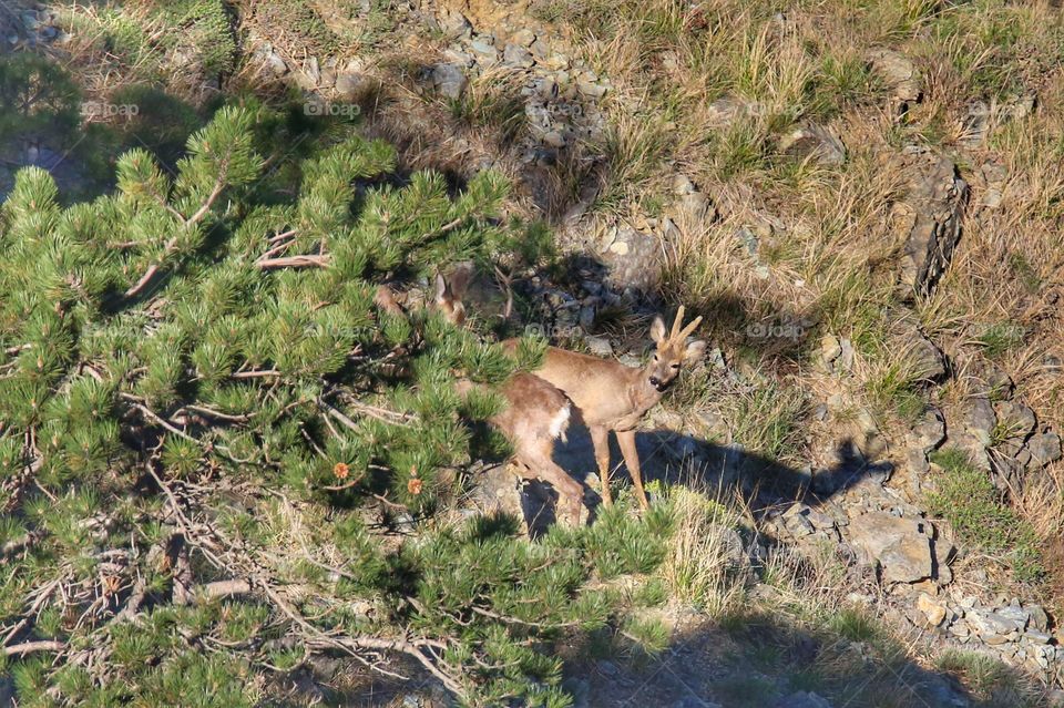 High angle view of a deer