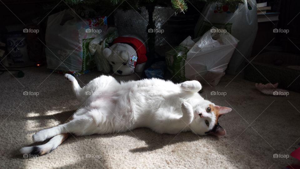 kitty in her natural environment