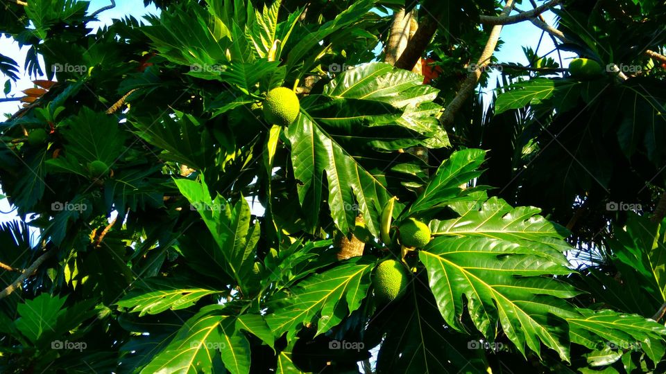 Breadfruit tree