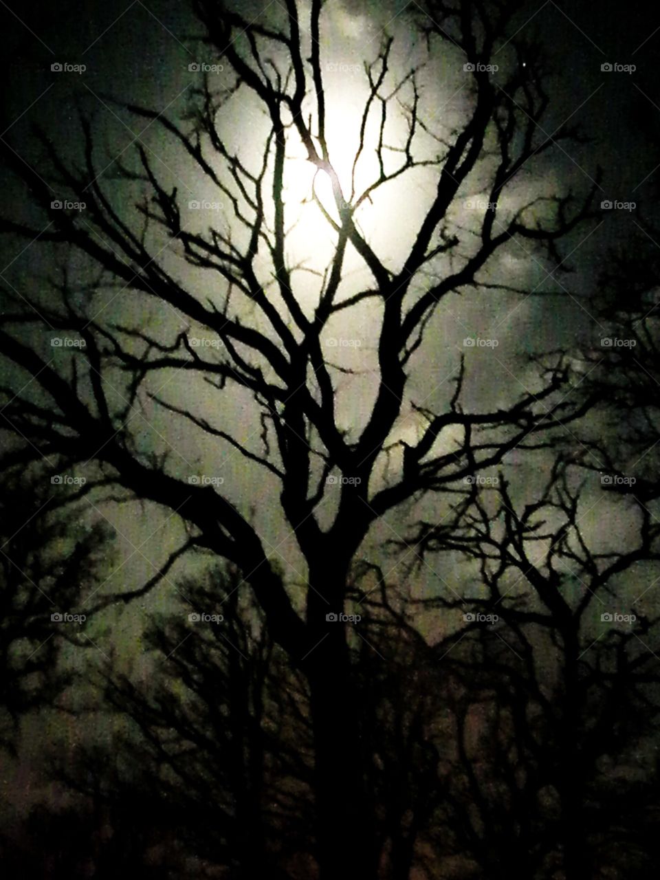 Winter night, moon is bright