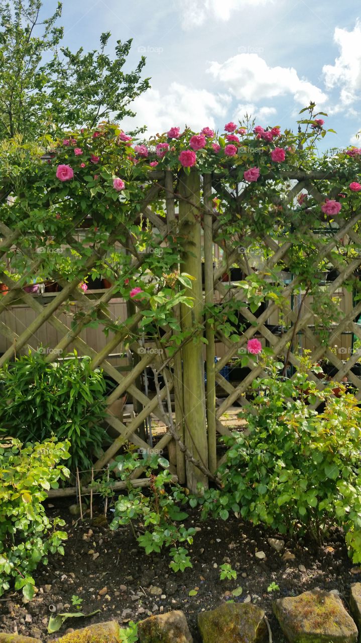 beautiful english roses