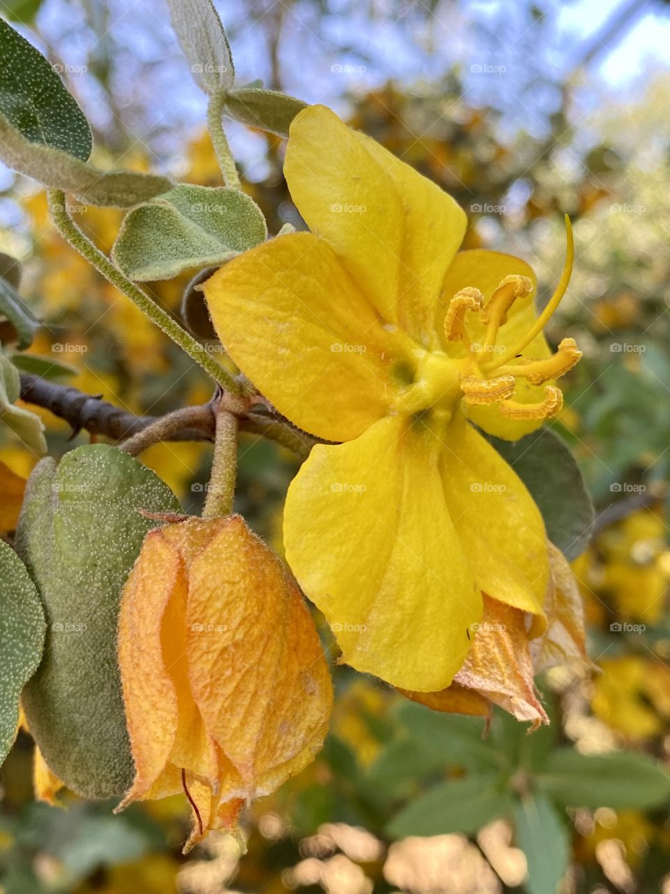 Spring Yellow flower 