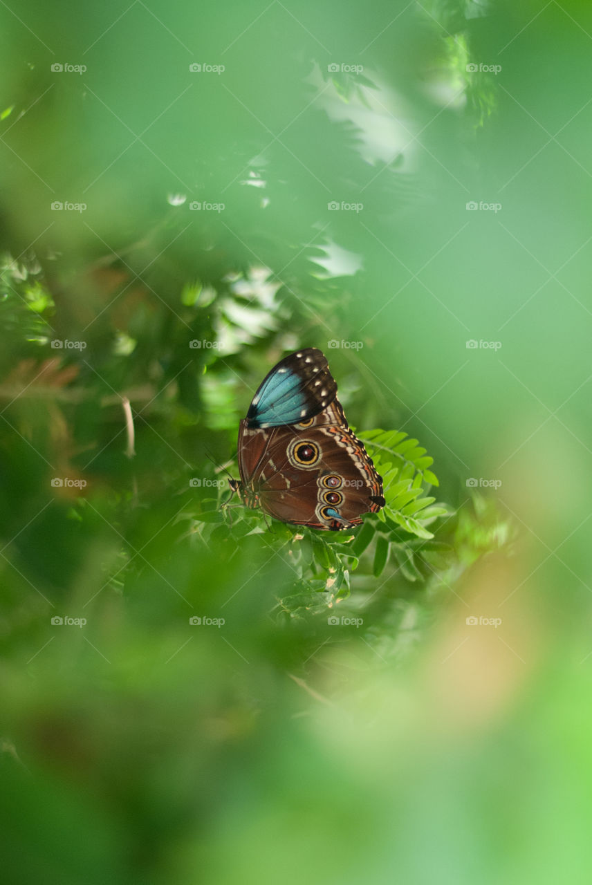 Hiding Butterfly 