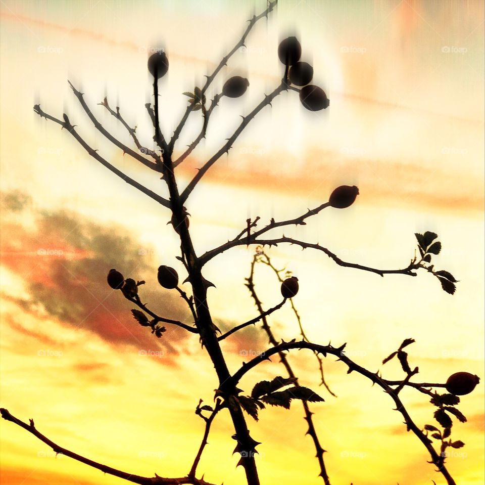 Autumnal rose hips