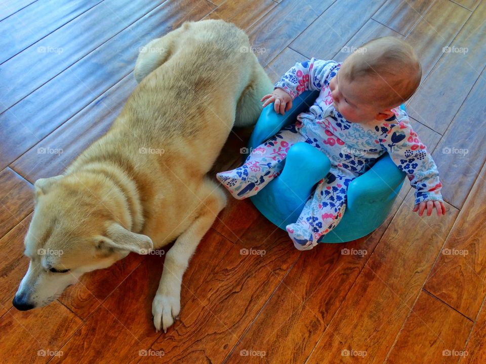 Baby Girl With Family Dog
