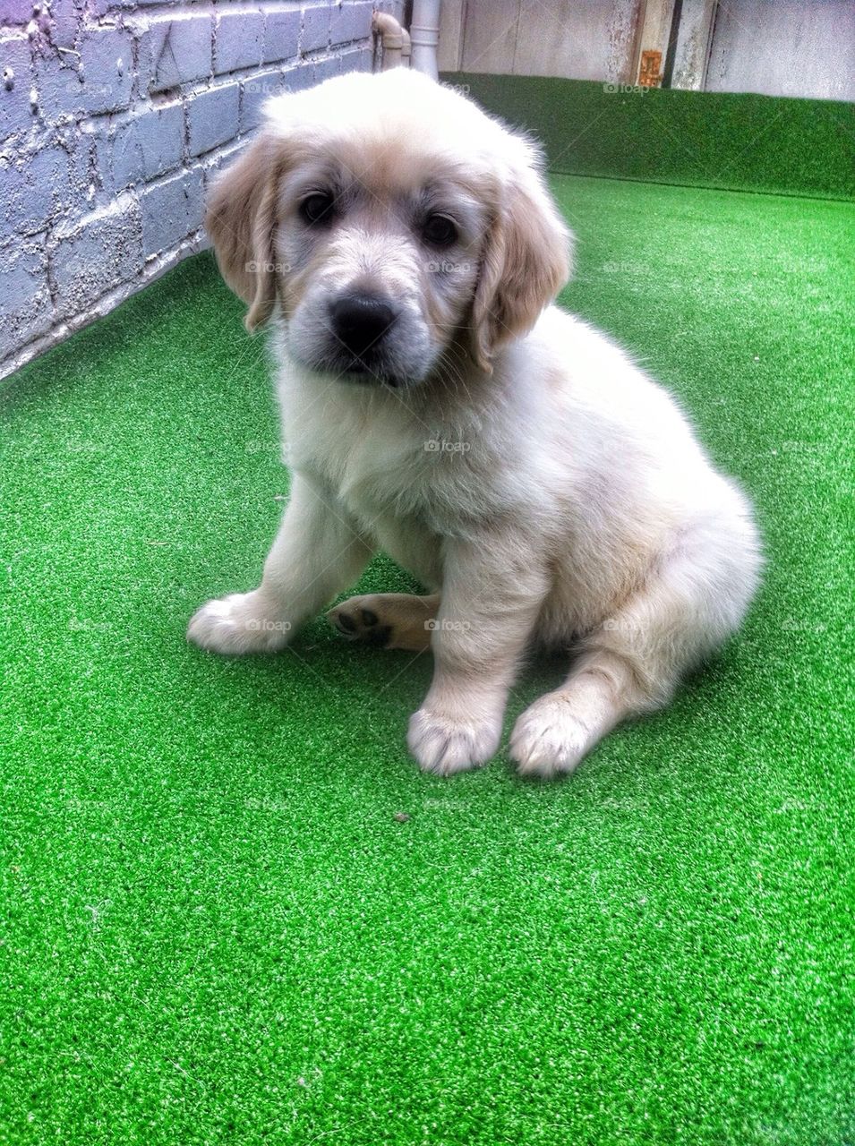 Zoe - Golden Retriever