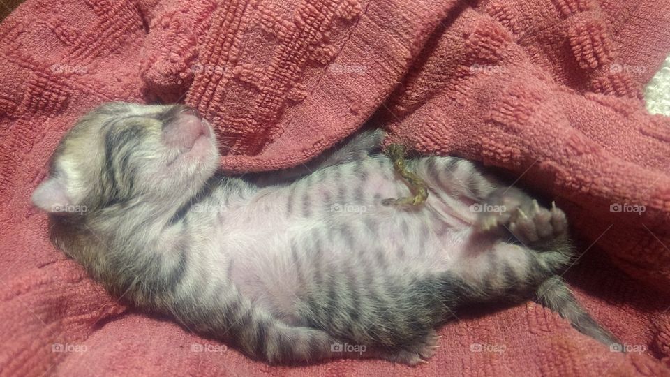 hybred bobcat kitten