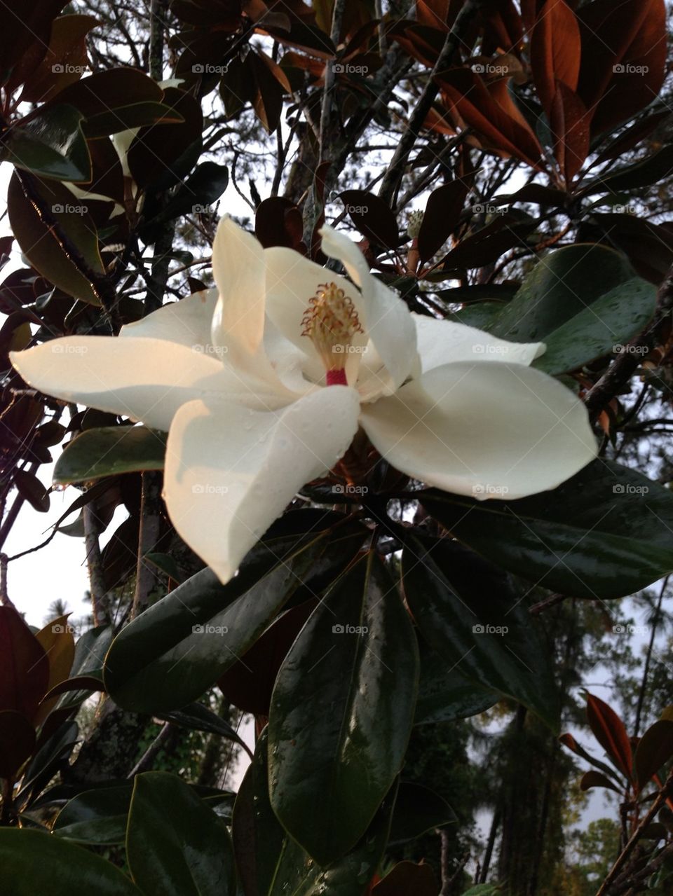 Magnolia