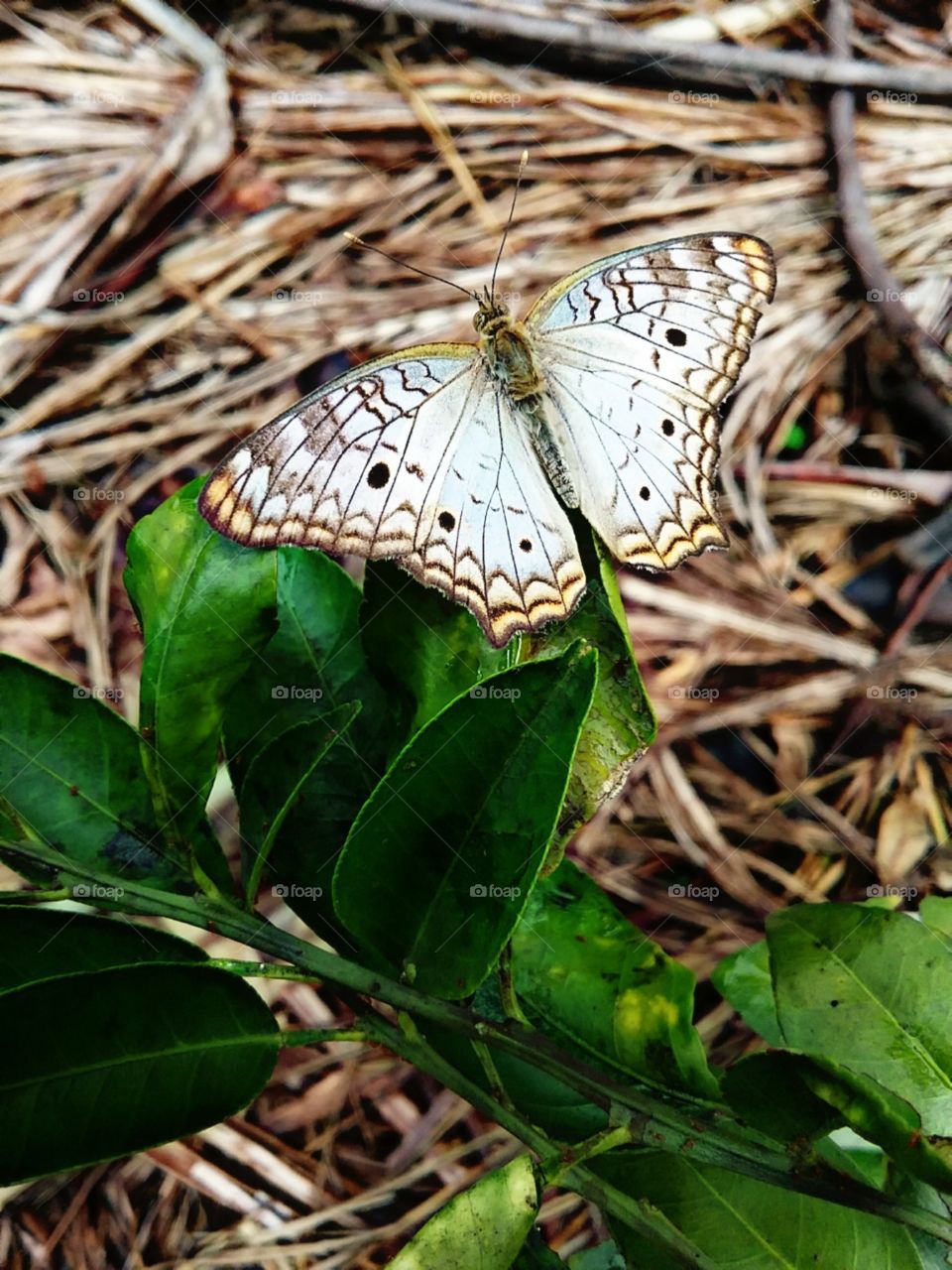 Ela insiste na laranjeira.