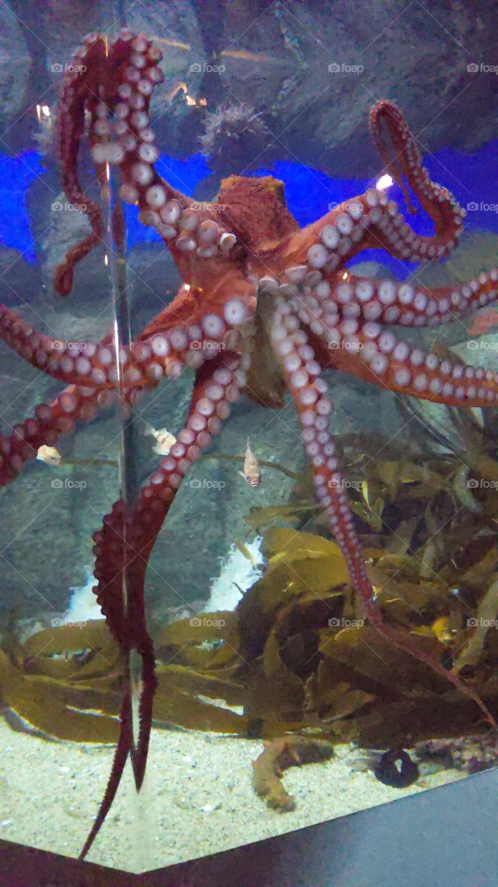 Octopus
