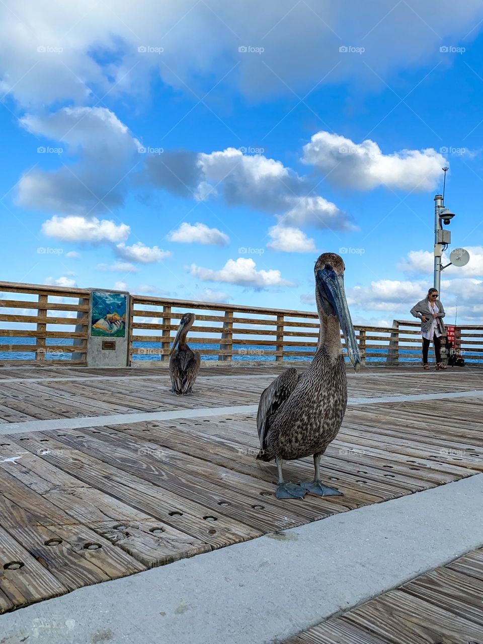 Pelicans walking on the boardwalk Pompano Beach Florida. Beautiful clouds in a blue sky.