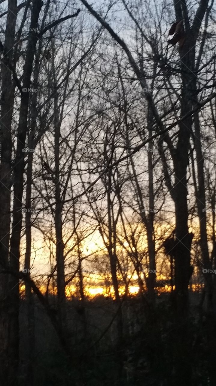 Sunset through the trees off my front porch