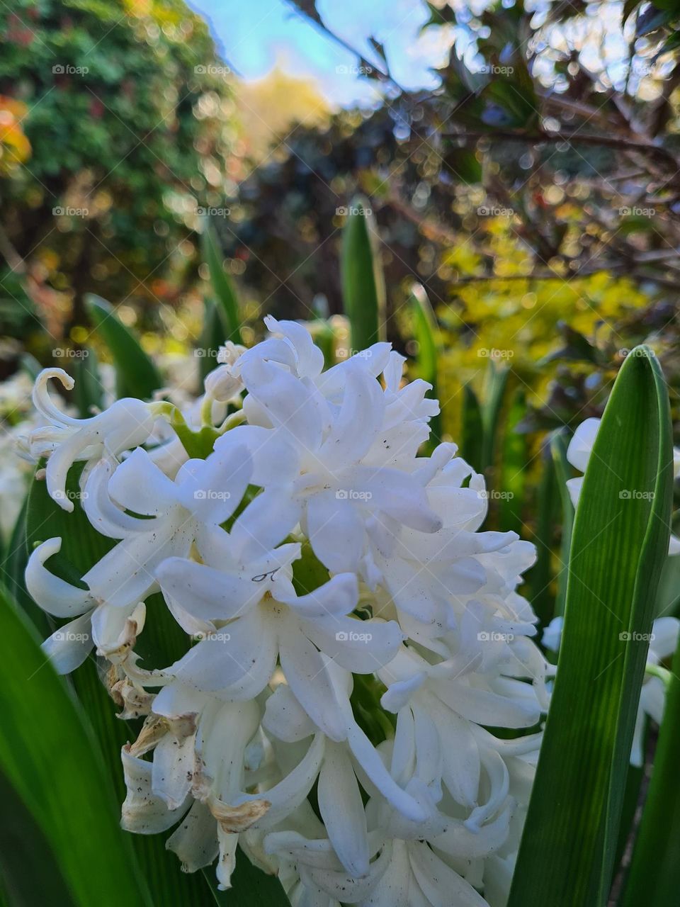 A beautiful white flower that I found on my daily walk outside that is finally opening up!