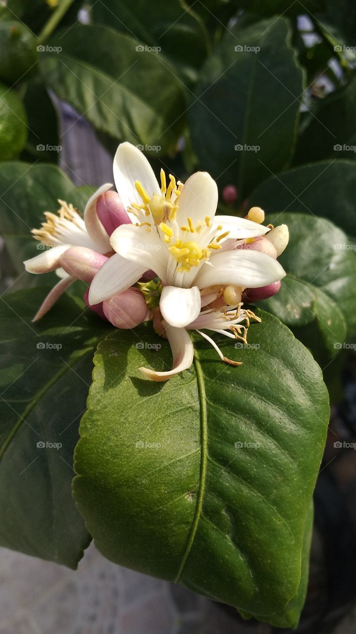 Lemon flowers