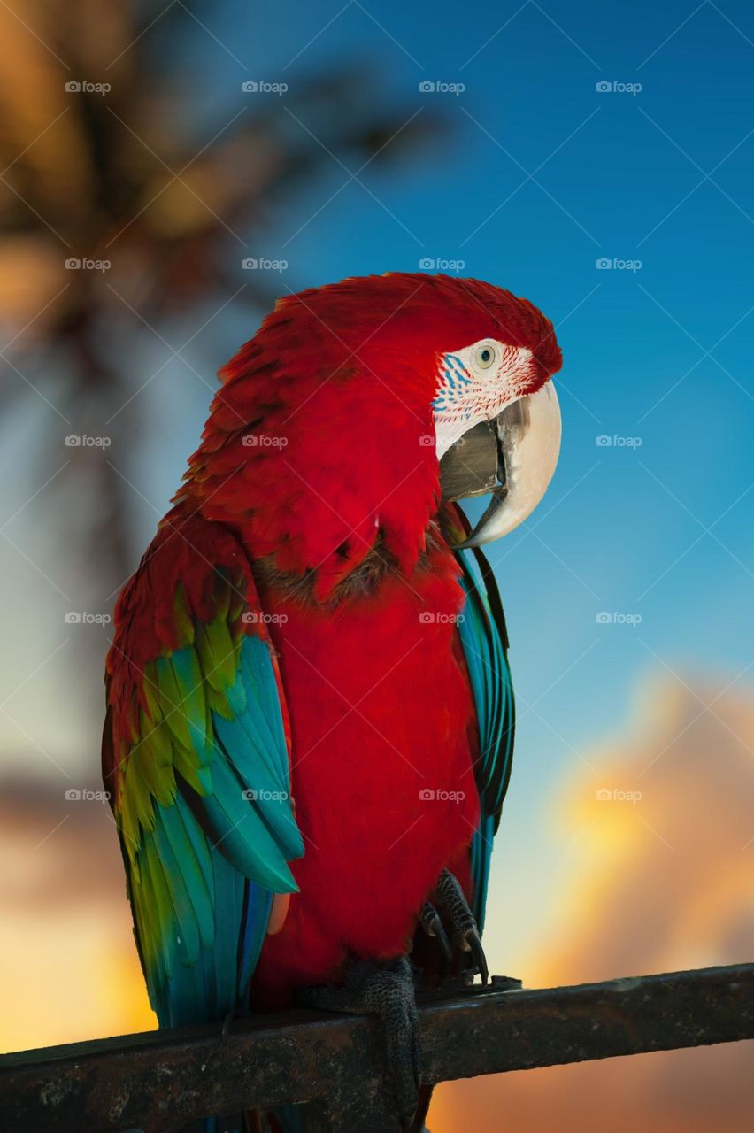 Beautiful and cute parrot