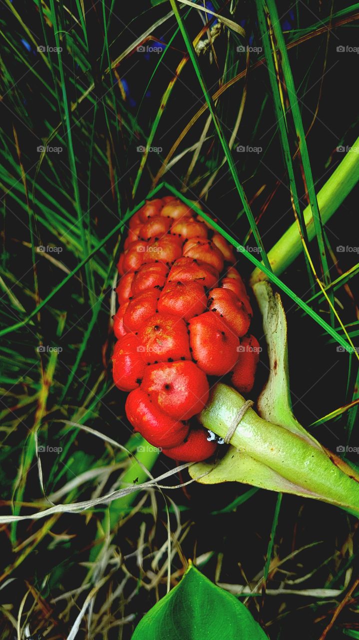 fruit of Missne...Calla