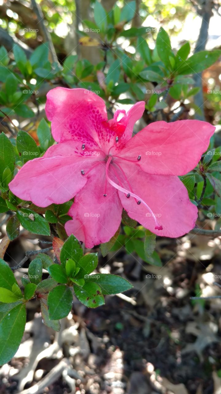 azaleas