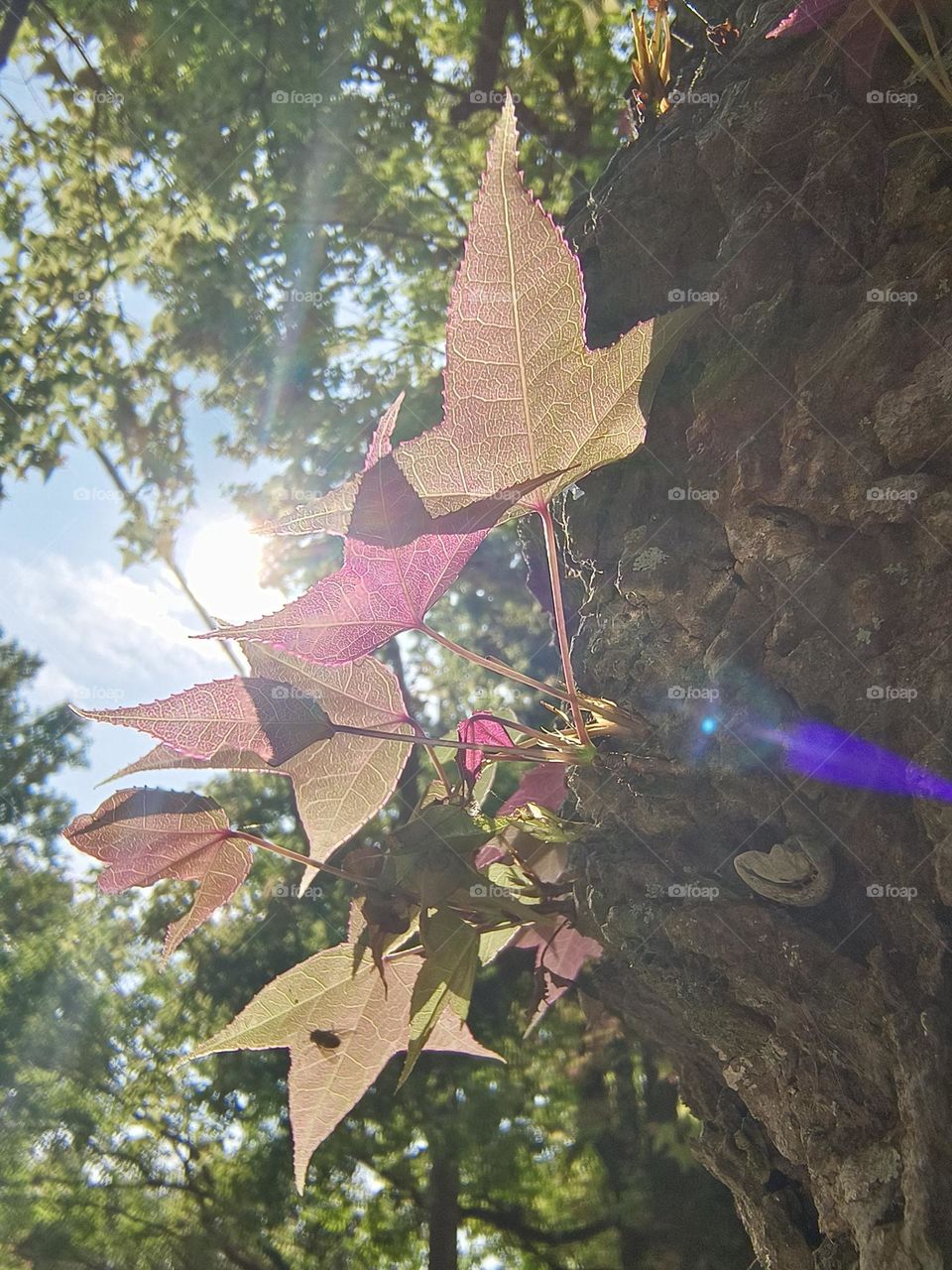 The newly sprouted maple leaves shine through