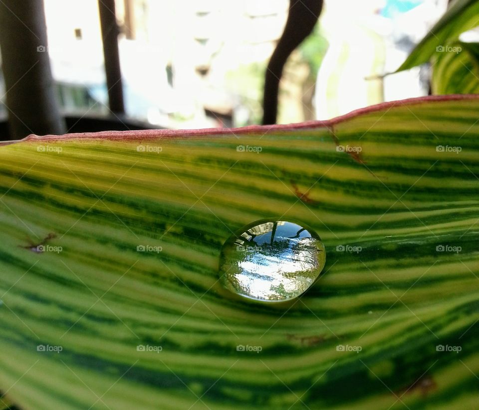 dew drop on leaf