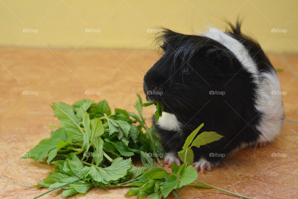 guinea pig eating green leaves view from the ground