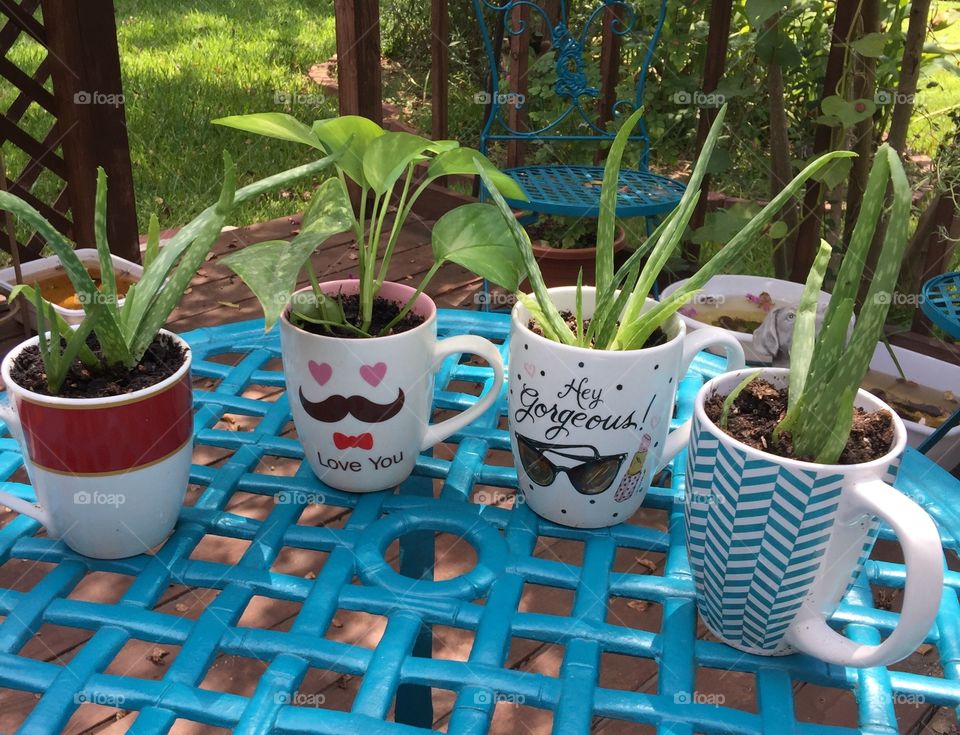Indoor Coffee Mug Planters