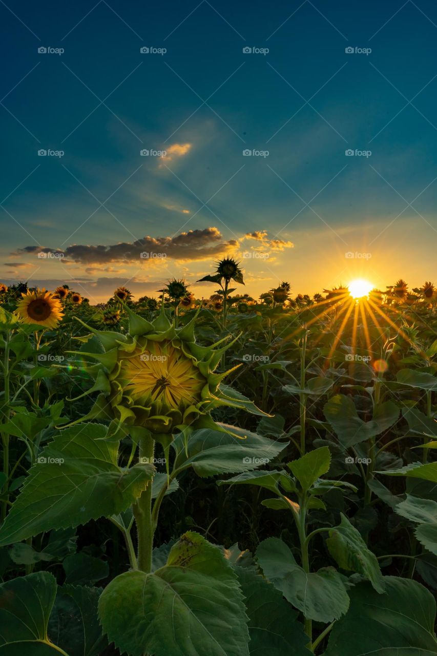 Sunflowers