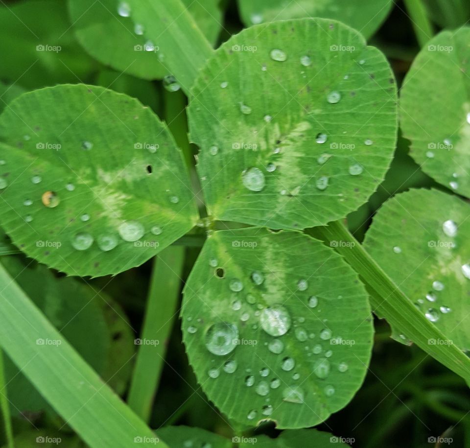 Dew Drops On Clover