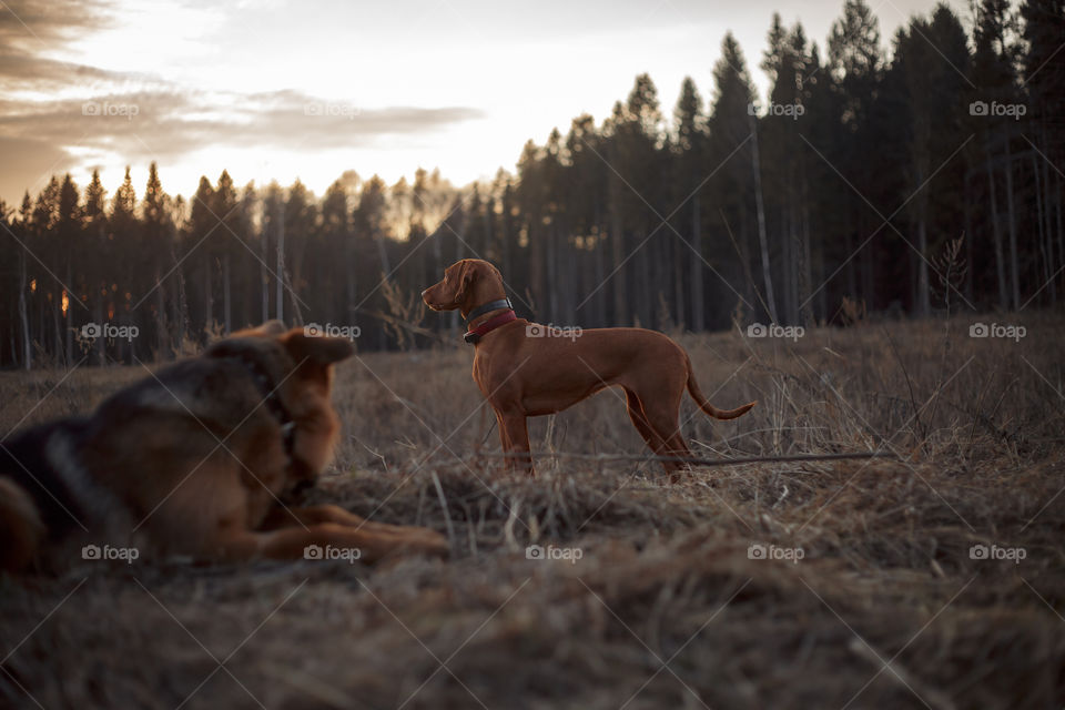 German shepherd young male dog playing with Hungarian vizsla dog outdoor at a spring evening