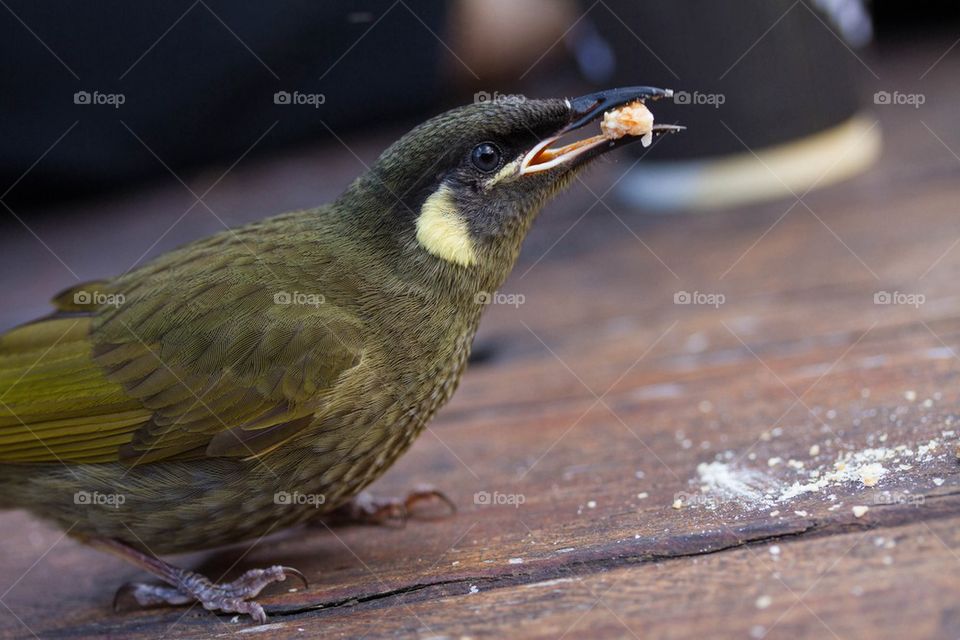 Bird Feeding 