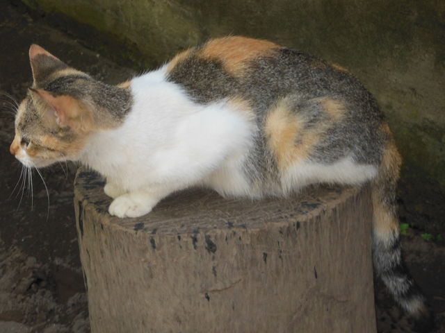 gata sentada