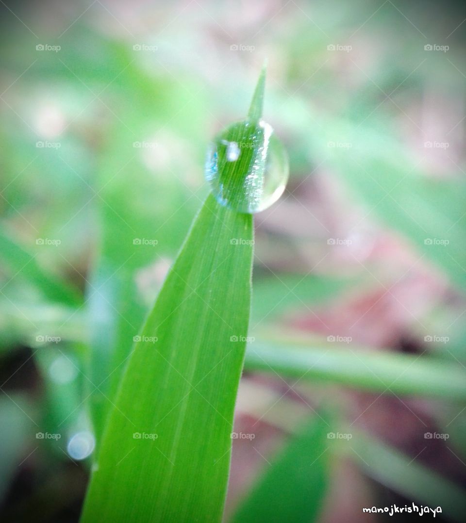 Tiny water drop on green leaf