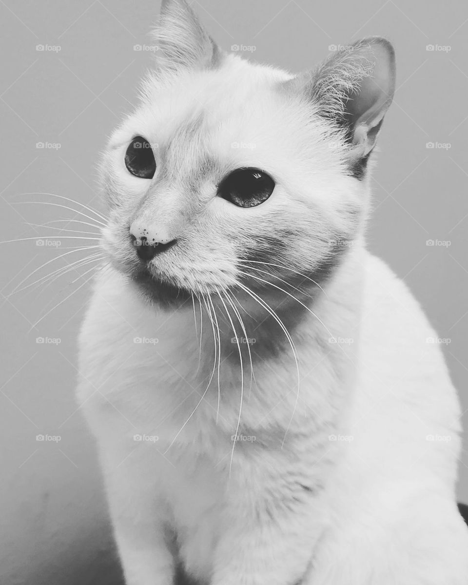 A cat in black and white 