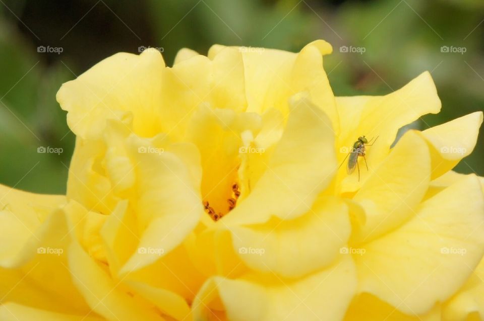 Yellow rose with insect