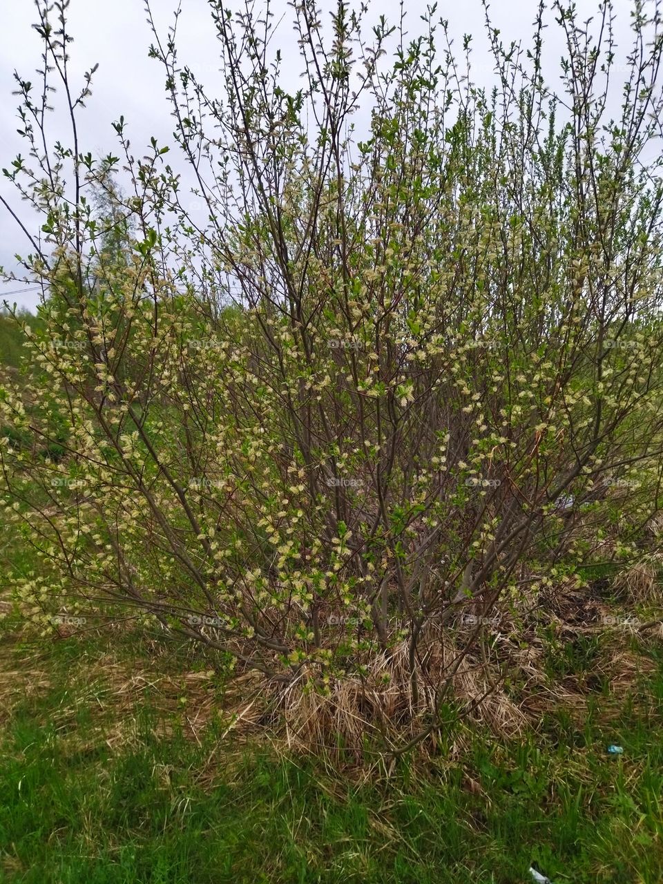 весенняя природа