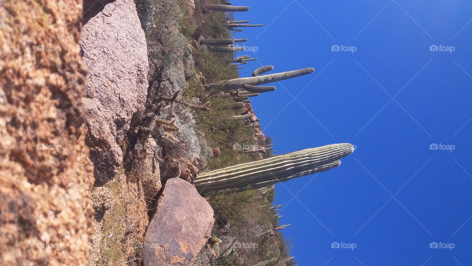 Saguaro Cactus