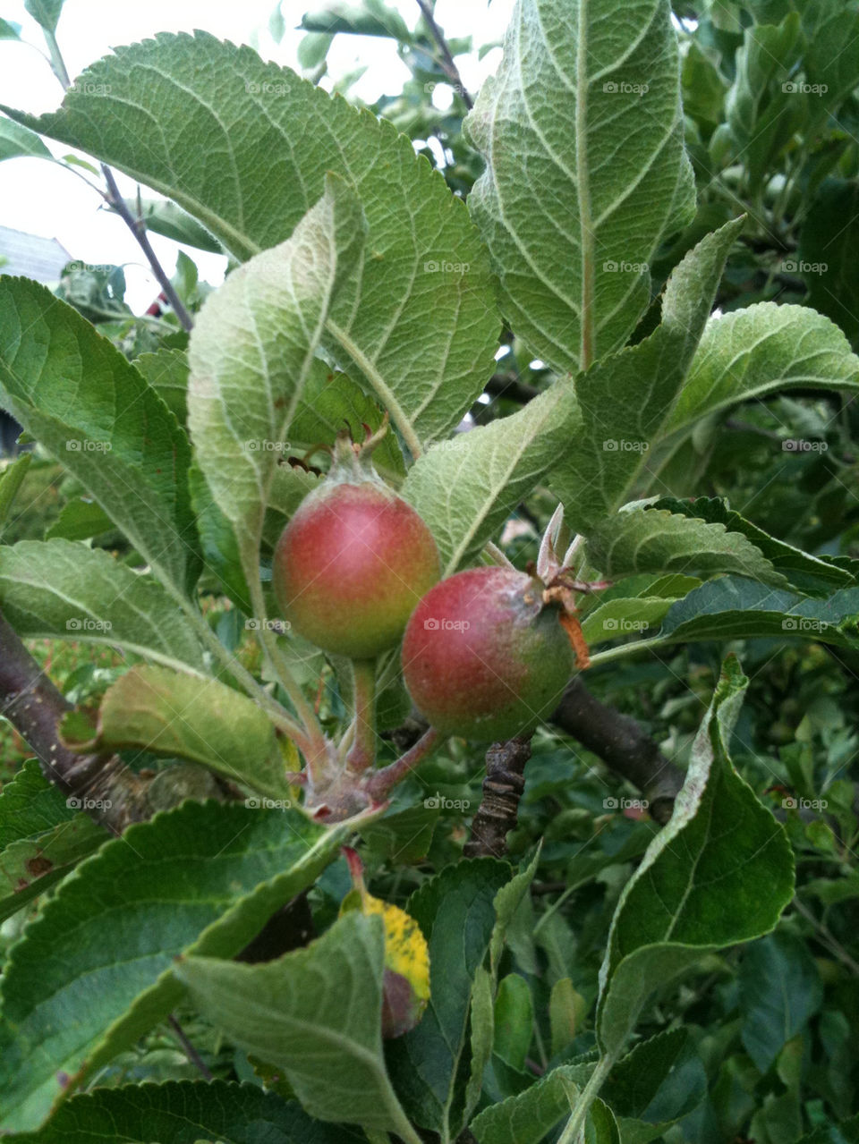 green garden red tree by gitt123