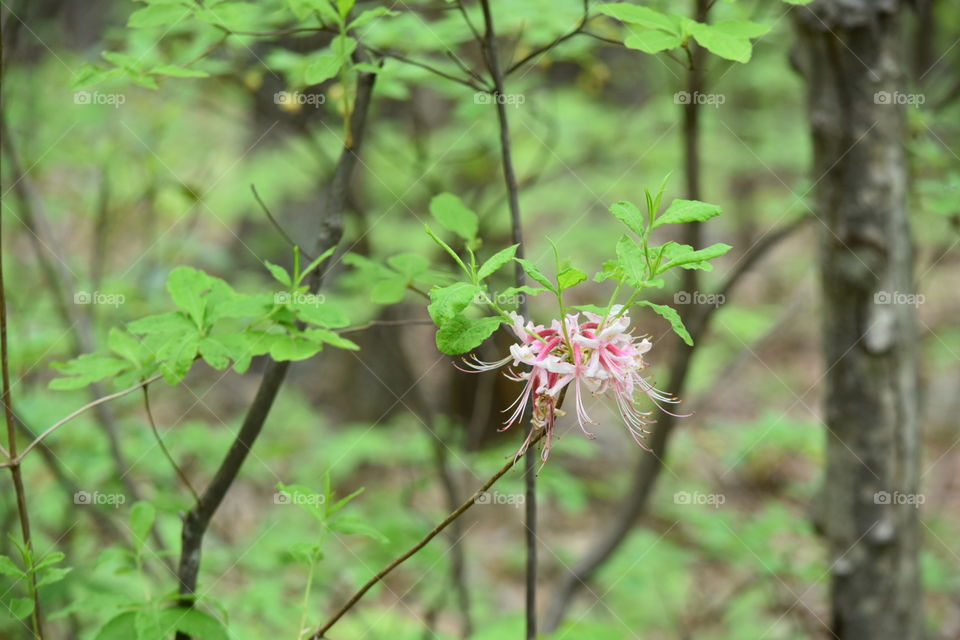 Wildflowers " the Appalachian Trail