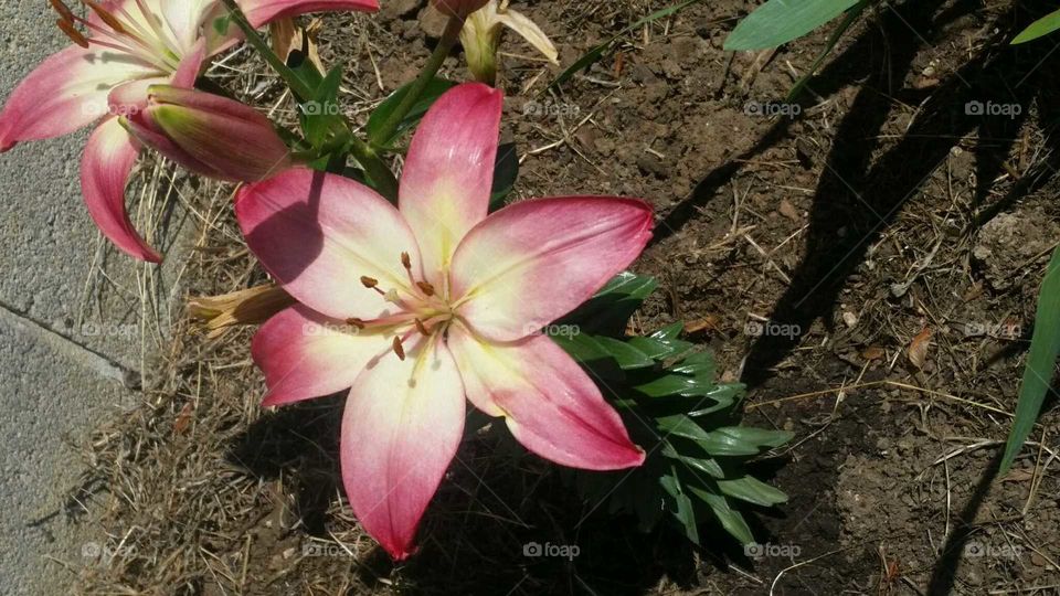 Pink  Lily