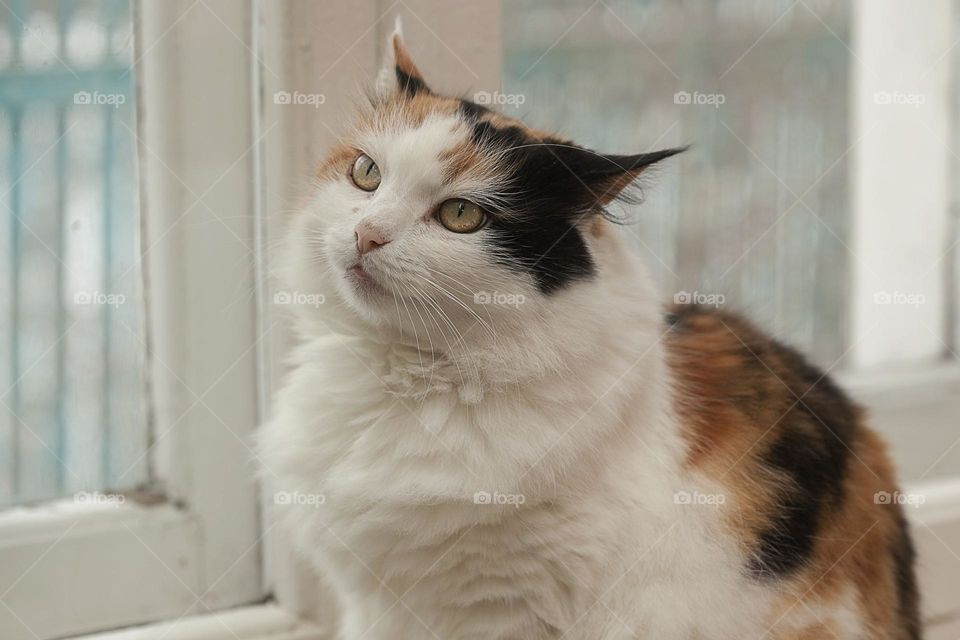 Tricolor cat at the window