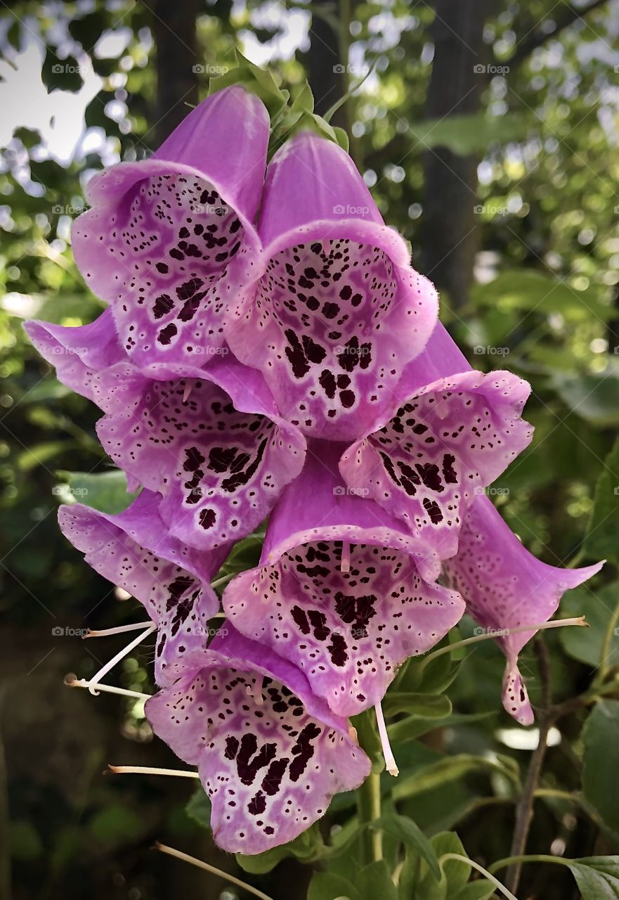 Digitalis L. 