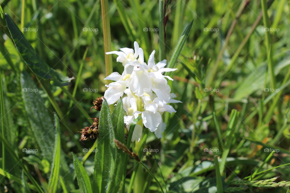 White orchid. From Alvaret, Sweden