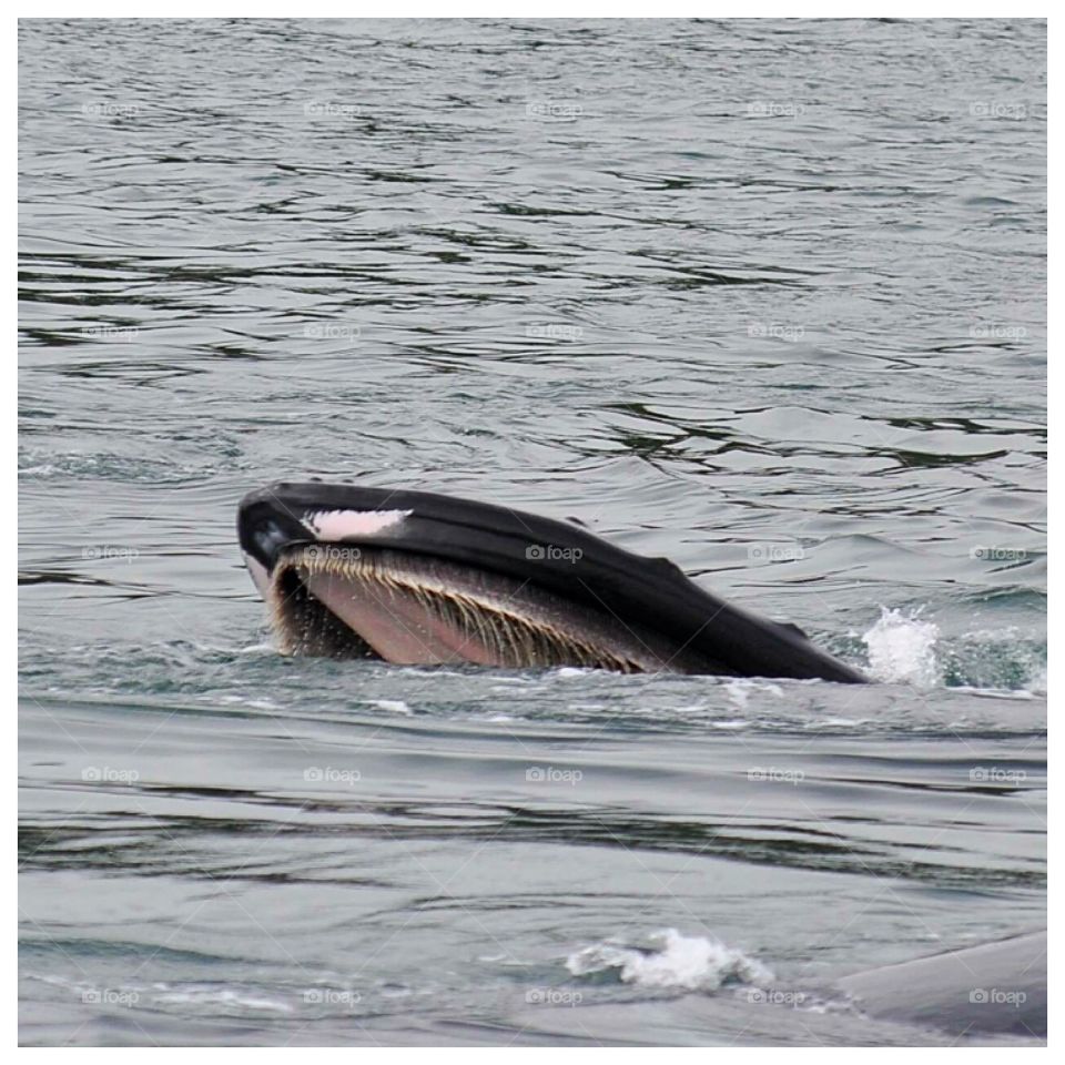 Feeding Humpback 