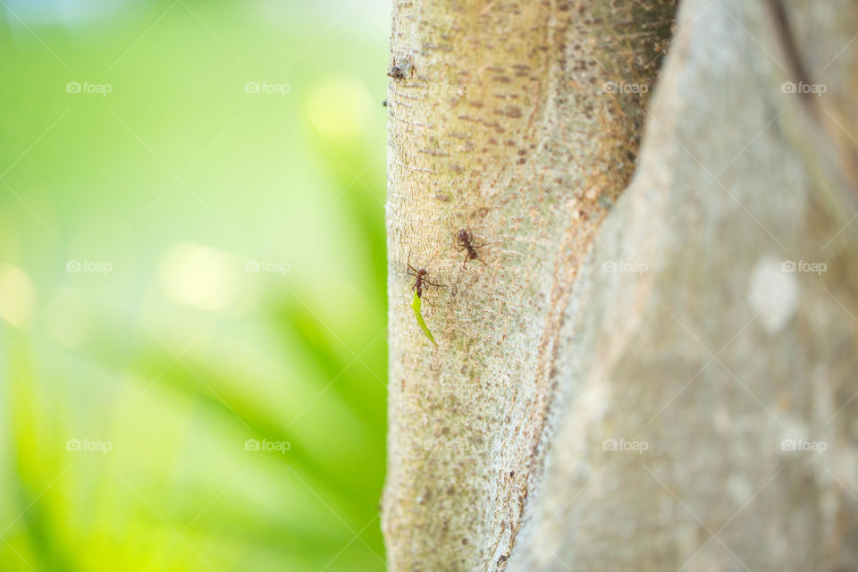 Ant carrying a leaf