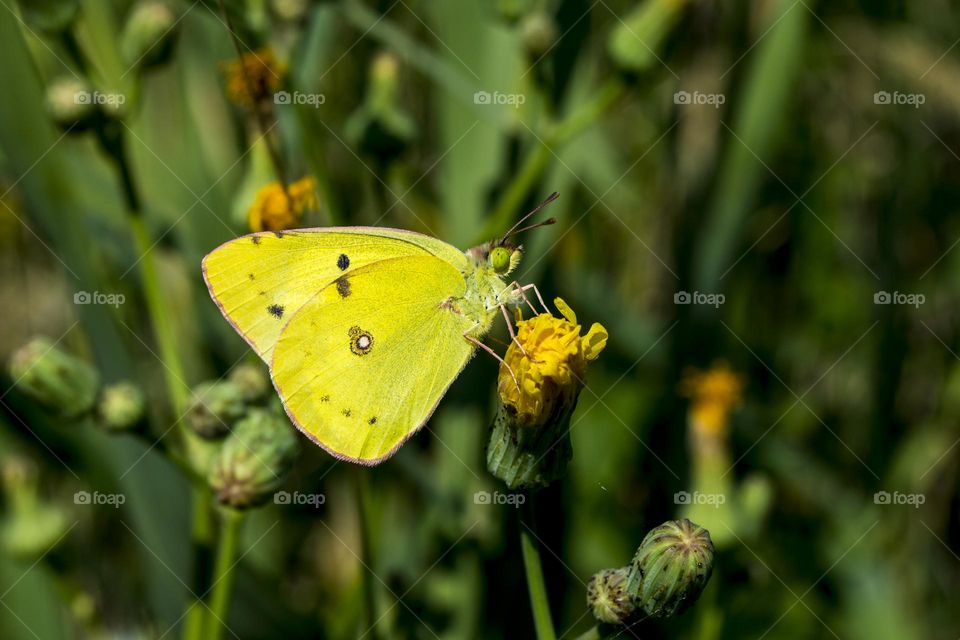 Butterfly (Meadow jaundice) on a yellow flower