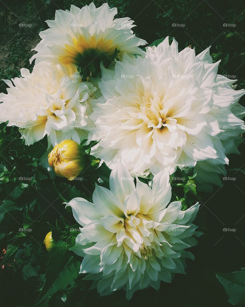 Blooming giant white dahlia